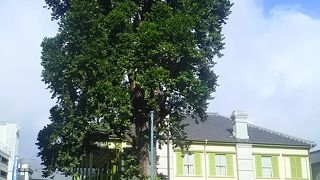 出島を見守ってきた大きな樹。