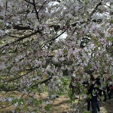 皇居東御苑の桜