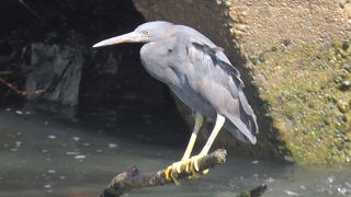 クロサギを見てきました。