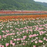 北海道旅で通る国道242号沿いに「かみゆうべつチューリップ公園」