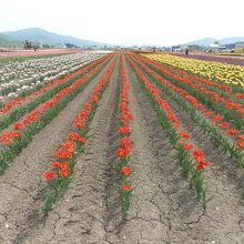 遥か彼方まで続くチューリップ。