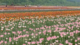 北海道旅で通る国道242号沿いに「かみゆうべつチューリップ公園」