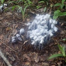 ギンリョウソウ