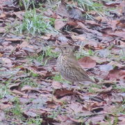 珍鳥ウタツグミを見てきました。