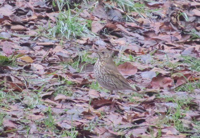 珍鳥ウタツグミを見てきました。