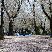 お花見満開