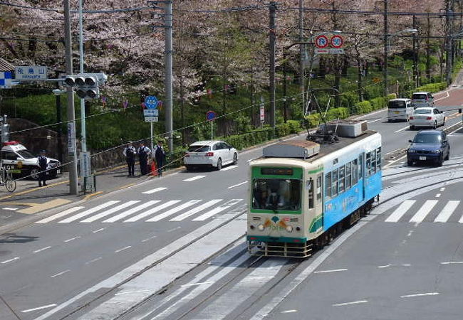 歩道橋からの桜並木と都電電車