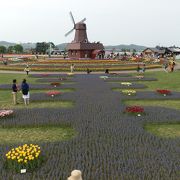 オランダを醸し出すチューリップフェア