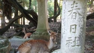 鹿いっぱい。春日神社の総本社。