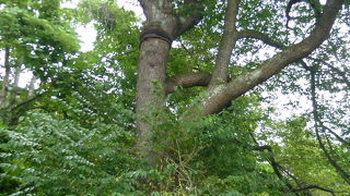 この桜は二代目なのー