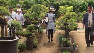 盆栽の聖地です。