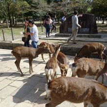 鹿さんたち
