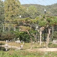 大きな通り抜け鳥舎