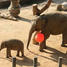 2016年6月に生まれた子象