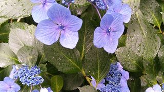 あじさいには雨が似合います＾＾；