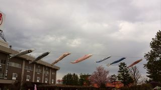 あいにくのお天気ですが満開の桜