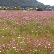 大沢地区のコスモス畑