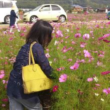 高畑地区のお土産コスモス選定中