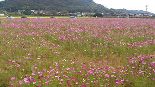 志方東コスモスまつり