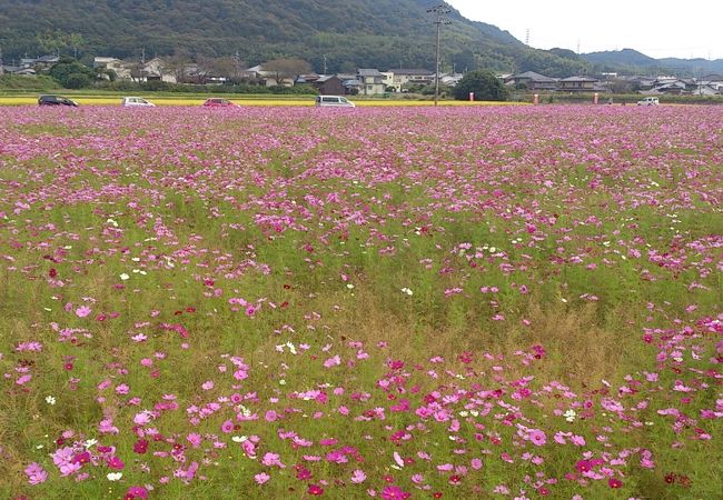 志方東コスモスまつり