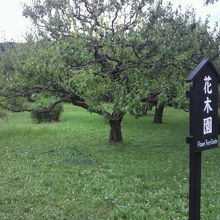 時期的か、場所的なのでしょうか、残念ながら花が見えません。