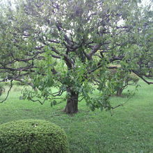 この付近の花木園にも、花は見えません。樹々しか見えません。