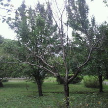 葉はないのですが、花が咲いている樹です。花木園の中の樹です。