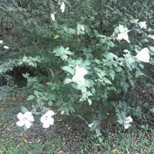 花木園の中の樹に咲いている花です。小さい可憐な樹の花です。