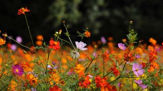 万博記念公園コスモスフェスタ