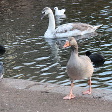 ハイドパークの野鳥（手前がハイイロガン）