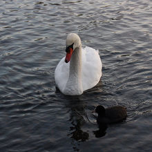 コブハクチョウ