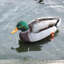マガモ♂