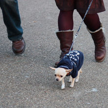 公園で散歩を楽しむワンコ