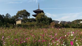 満開のコスモスと三重塔