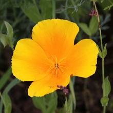 ドライブインの前に咲いていた花（花菱草）