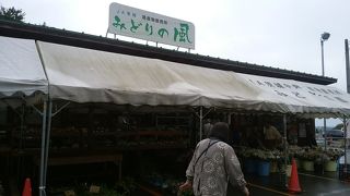 大粒の利平栗が争奪戦