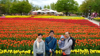 一面のチューリップがカラフルできれい