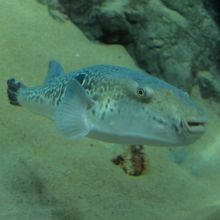 写真を撮りやすいです