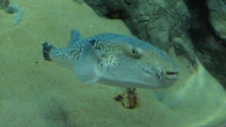 フグがたくさんいる