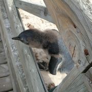 子供のペンギンが可愛かったです