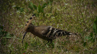 珍鳥ヤツガシラを見てきました。