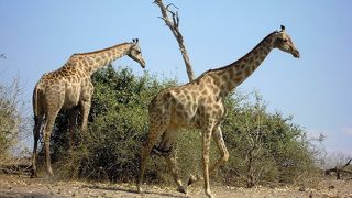 肉食動物が見たかった