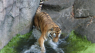 安くて、1日遊べる