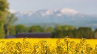 一面の菜の花ですが、それだけって難しい