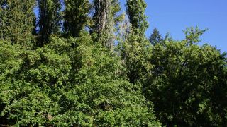 手軽に行ける森林公園