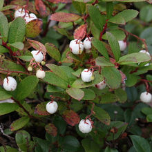 シラタマノキ（ツツジ科）