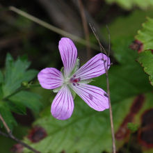 ハクサンフウロ（白山風露） 