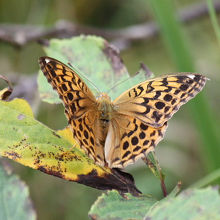 ウラギンヒョウモン