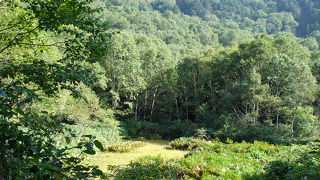 志賀自然教育園に行ってきました。