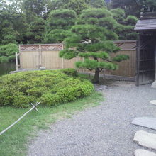 中島の御茶屋の庭内の様子です。松と竹矢来の趣が感じられます。